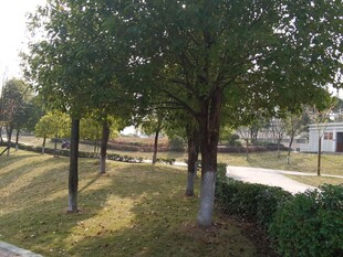 公园林荫道风景