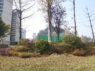 城市中的绿植景观