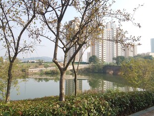 湖畔树木与远处高楼景致