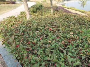 路边多彩灌木景观