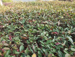 绿叶繁茂的植物景观