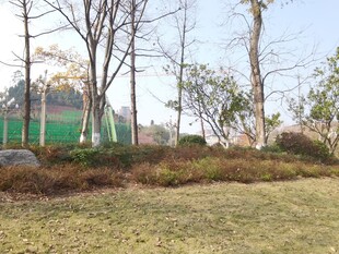 户外公园草地树木景观