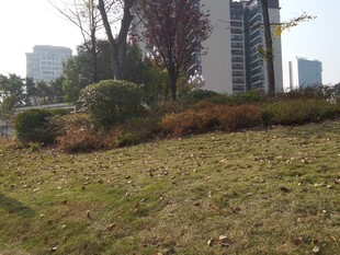 城市草地与绿植景观