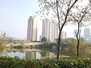 湖畔高楼与树木景致