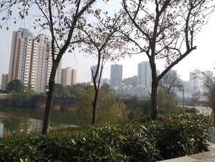 城市河畔树木与高楼景致