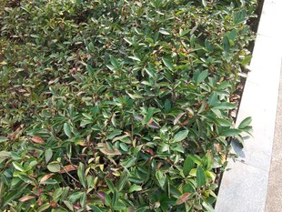 绿叶繁茂的灌木丛