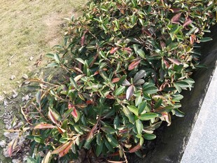 绿叶红边的植物景观