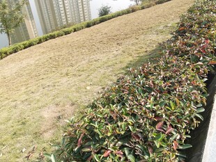 绿化带中的多彩植物景观