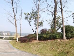 冬日公园小径旁的树木