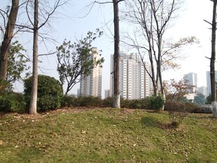 城市草地旁的树木景观