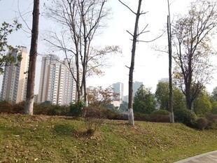 秋日城郊路边的树木景观