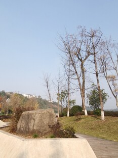 户外宁静的自然景观