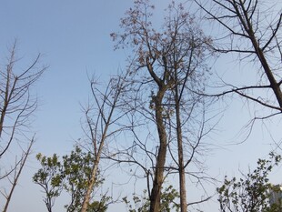 蓝天映衬下的枯树林