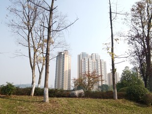 城郊高楼与树木景观