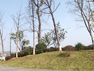 冬日路边的光秃树木