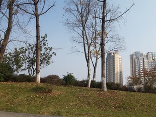 城市公园冬日景致