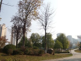 城市公园中的树木与小径