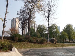 城市中的宁静户外景致