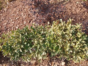 绿色灌木丛特写