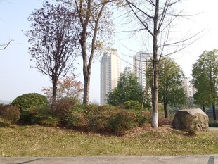 城市公园中的树木与景观石