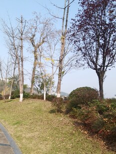 冬日公园的萧瑟景致