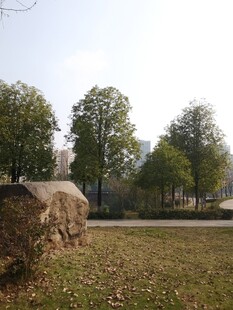 户外草地旁的树木与巨石