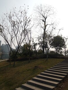 户外林间石阶风景