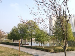 城市公园中的宁静景致