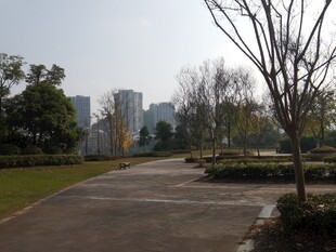 城市公园中的宁静步道