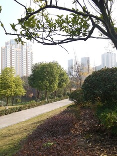 城市中的静谧林荫小道