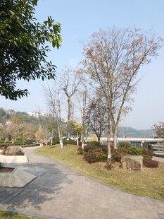 湖畔林荫小道风景