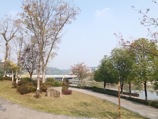 湖畔林荫道静谧好风光