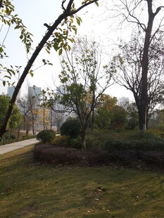 户外静谧园林景致