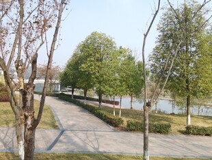 湖畔林荫小道景观