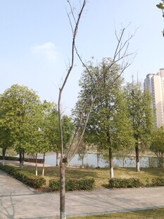 城市公园中的宁静景致