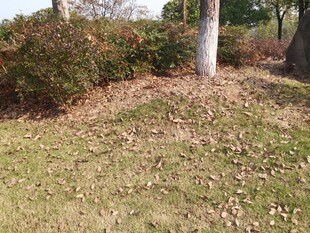 秋日草地旁的树木与灌木