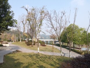 城市公园的宁静景致