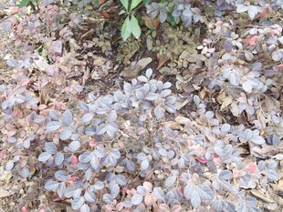 地面散落的多彩花瓣