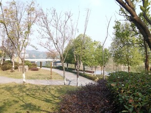 公园中的宁静桥景