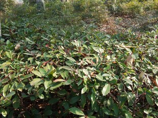 野外繁茂的绿色植物景观
