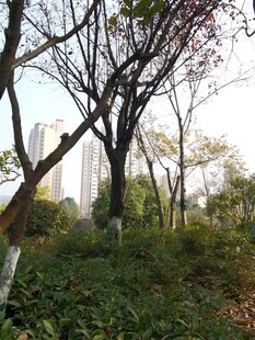 城市中的树林景观