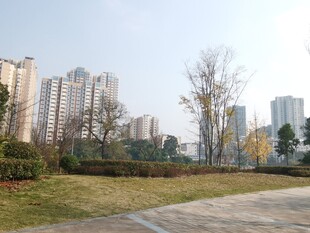 城市中的开阔绿地景观