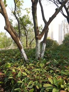 林间树木与繁茂绿植景观