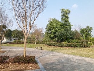 公园宁静小路与绿植景观