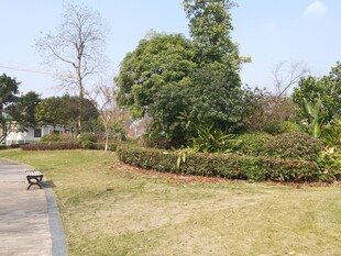 公园草地与绿植景观