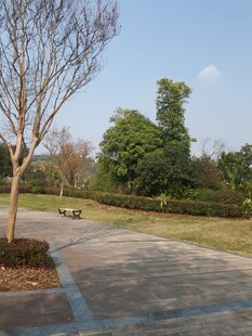 公园空旷步道与树木景观