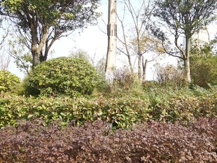 户外多彩植物景观