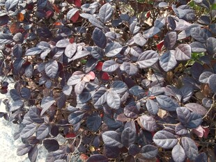 紫叶酢浆草植物特写