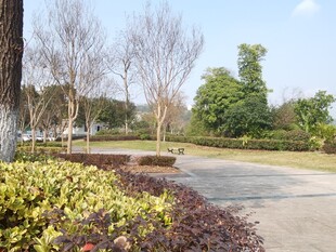 公园中的多彩植物与步道