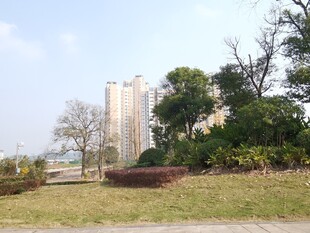 城市绿地旁的高楼景观